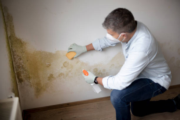 Environmental Consulting for Mold Prevention in Lawrenceville, IL
