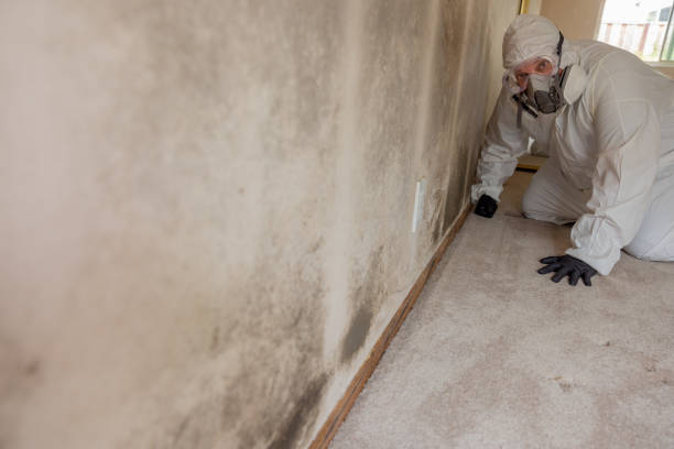  Lawrencevle, IL Mold Removal Pros